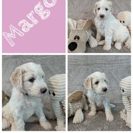 Margot (Maya) - Cream Goldendoodle puppy in Stella, North Carolina from Jes & Matt's Goldendoodles