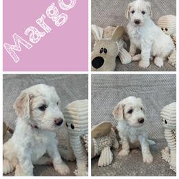 Margot (Maya) - Cream Goldendoodle puppy in Stella, North Carolina from Jes & Matt's Goldendoodles