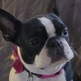 Boston Terrier Puppies from Big Sky Bostons