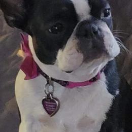 Boston Terrier Puppies from Big Sky Bostons