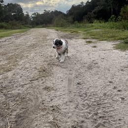 Miniature Australian Shepherd Puppies from Peace Creek Aussies