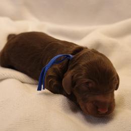 Boy 3 - Chocolate male Goldendoodle puppy in Seattle, Washington from Dream Lake Doodles