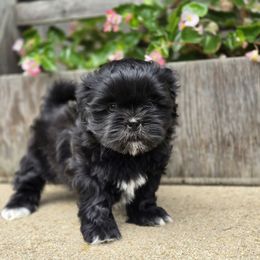 Aurora - Black and white female Shih Tzu puppy in Mountain Grove, Missouri from Precious Puppies