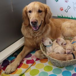 Golden Retriever Puppies from Ruff Life Goldens