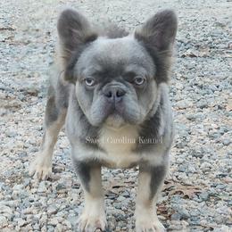 French Bulldog puppies from Sweet Carolina Kennel