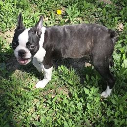 Myla - Boston Terrier