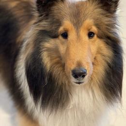 Shetland Sheepdog puppies from Cielito Lindo Shelties