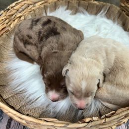 Aussiedoodle Puppies from Royal Paw Aussiedoodles