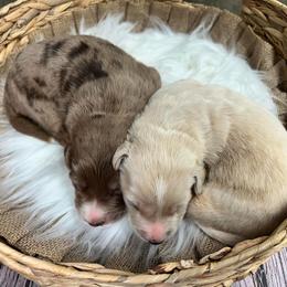 Aussiedoodle Puppies from Royal Paw Aussiedoodles