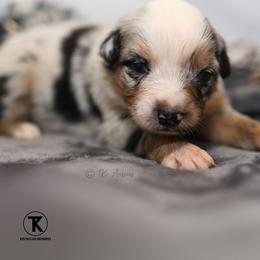 Tinsley- BMF - Blue merle female Australian Shepherd puppy in Nacogdoches, Texas from TK Standard, Mini, & Toy Aussies