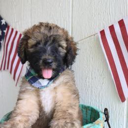 4 boy (Florida ) - Wheaten male Whoodle puppy in Smallett, Missouri from Leshas Whoodles
