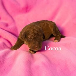 Cocoa - Red female Aussiedoodle puppy in Ellenburg Center, New York from Kristin's Puppies