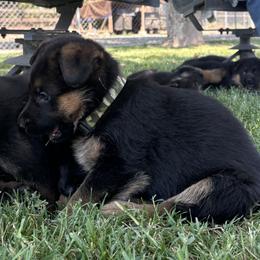 Twink and Sam Girl 5 - unreserved - Black and red female German Shepherd puppy in Galt, California from At Redwood Runs