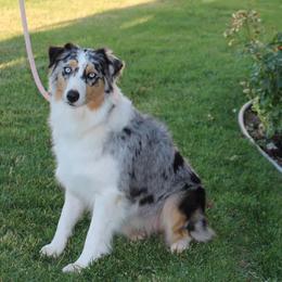 Lola - Australian Shepherd