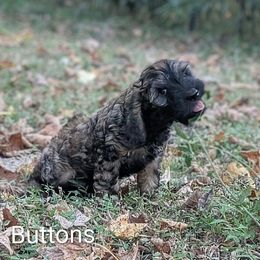 Buttons - Black and tan male Cockapoo puppy in Sunset, Louisiana from Cano Cockapoos