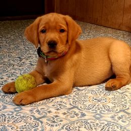 Labrador Retrievers from Stetson Farm and Kennel