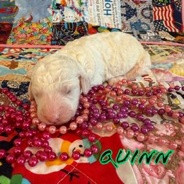 Girl 1 - female Poodle puppy in Port Orange, Florida from Daytona’s Standard Poodles