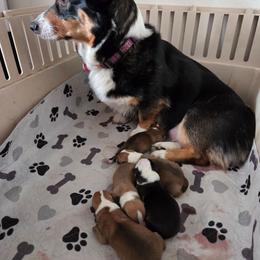 Pembroke Welsh Corgi puppies from Fuzzy Butt Corgies