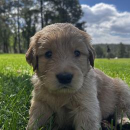 Waffles - Golden male Golden Retriever puppy in Peyton, Colorado from Jana Belanger