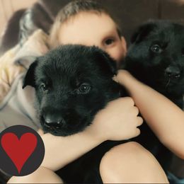 German Shepherd puppies from Black Beauty Shepherds