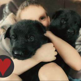 German Shepherd puppies from Black Beauty Shepherds