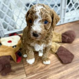 Cubano partial blue eyes - Red male Australian Labradoodle puppy in Wamego, Kansas from Doodles of Oz