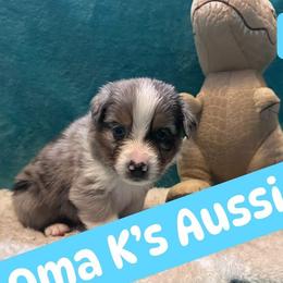 Australian Shepherds from Oma K’s Aussies
