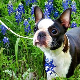 Merry - Boston Terrier