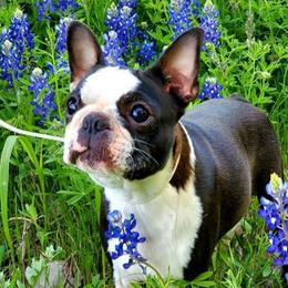 Merry - Boston Terrier