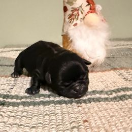 Rosemary - Black female Pug puppy in Smiths Station, Alabama from Magnolia Pugs