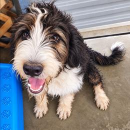 G3 Freckles - Black and white female Bernedoodle puppy in North Zulch, Texas from Sweet Pup Schnauzers