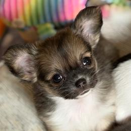 Sweet Pea - Black sabled fawn female Chihuahua puppy in Harrison, Michigan from Cloud9 Chihuahuas
