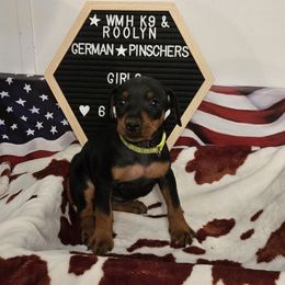 Beretta- black F - Black female German Pinscher puppy in Chatham, Virginia from Wild Mountain Haven K9
