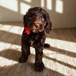 Red - Chocolate female Australian Labradoodle puppy in Milton, North Carolina from Good Day Doodles