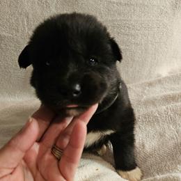 Stealth - Black male Siberian Husky puppy in Urbana, Ohio from Fairhaven's Siberian Huskies