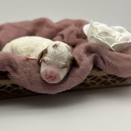 Girl 3 - Parti Goldendoodle puppy in Blanchard, Oklahoma from I Dream of Doodles