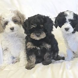 Cavapoos from The Cavapoo Family