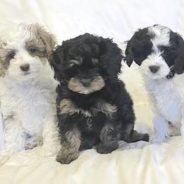 Cavapoos from The Cavapoo Family