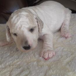 Casper - White male Poodle puppy in Aurora, Colorado from Simply Amazing Doodles