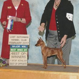 Bonnie - Miniature Pinscher
