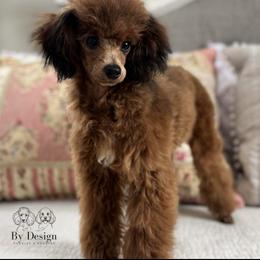 Fern - Poodle