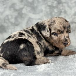 BMF2 - Blue merle female Aussiedoodle puppy in Prague, Oklahoma from Classic K9’s  Aussies & Doodles