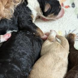 Boy 3 - Phantom male Bernedoodle puppy in Bellville, Ohio from Bernedoodle Buddies