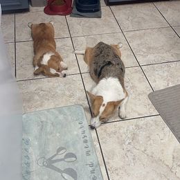 American Corgi and Pembroke Welsh Corgi All Grown Up from Vacaloca Corgis