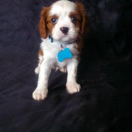 Leo - Blenheim male Cavalier King Charles Spaniel puppy in Pennsylvania from Julie's Cavalier King Charles Spaniels