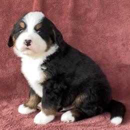 Tan Collar Male - Black rust and white male Bernese Mountain Dog puppy in Bristol, Tennessee from Holston Hollow Farm