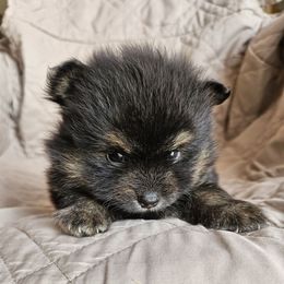 Zeke - Black and tan male Pomeranian puppy in Oak Forest, Illinois from Illinois Poms