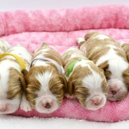 Cavalier King Charles Spaniel Puppies from Goddens Cavaliers