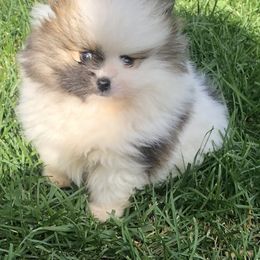 Pomeranians from Precious poms