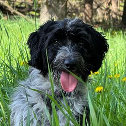 Luna - Black and white female Aussiedoodle puppy in Watertown, Wisconsin from Little Bear Paws Aussiedoodles